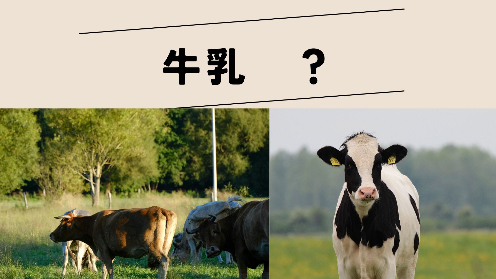 牛乳の真実とは？